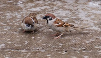 Tree Sparrow