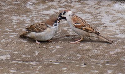 Tree Sparrow