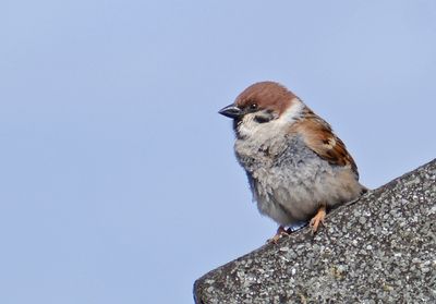 Tree Sparrow