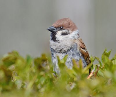 Tree Sparrow