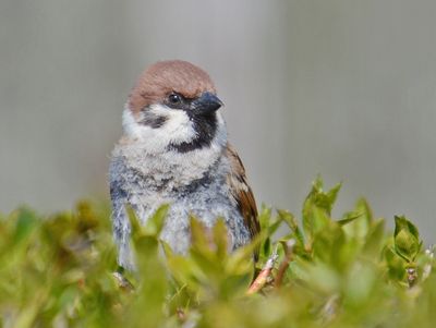 Tree Sparrow