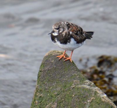 Turnstone