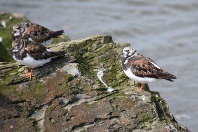 Turnstone
