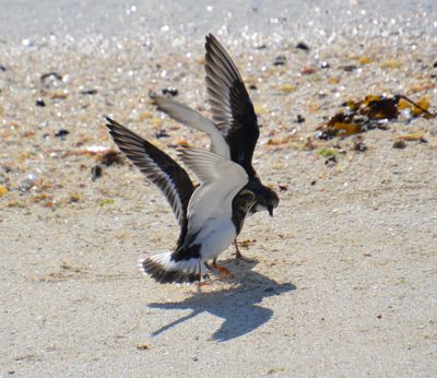 Turnstone