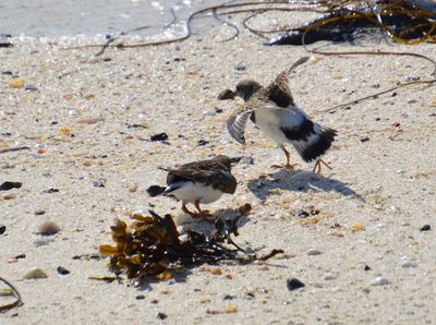 Turnstone