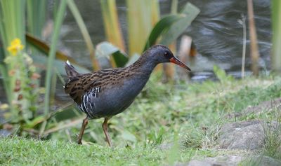 Water Rail