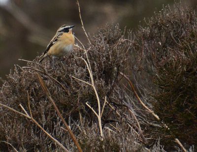 Whinchat