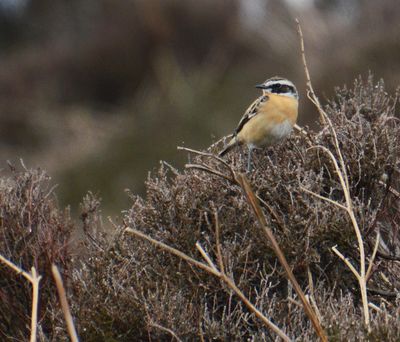 Whinchat