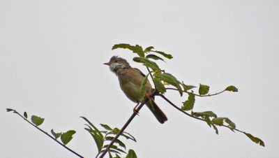 Whitethroat