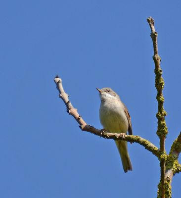 Whitethroat