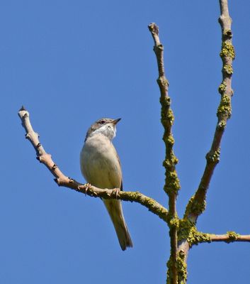 Whitethroat