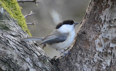 Willow Tit