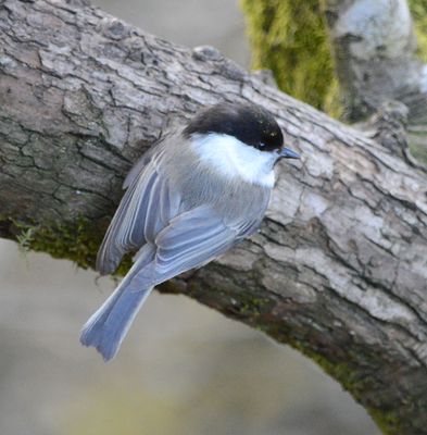 Willow Tit