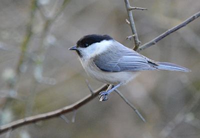 Willow Tit