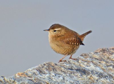 Wren