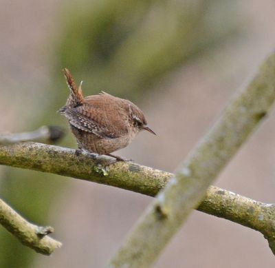 Wren