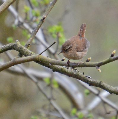Wren