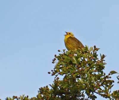 Yellowhammer