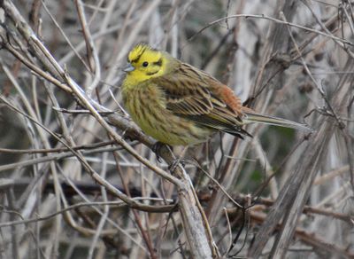 Yellowhammer