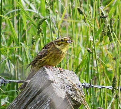 Yellowhammer