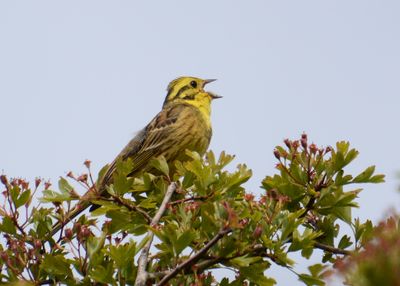 Yellowhammer