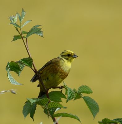 Yellowhammer
