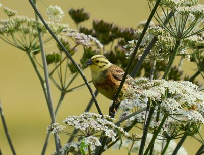 Yellowhammer