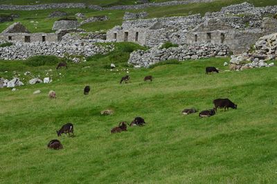 Soay Sheep