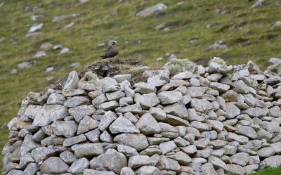Arctic Skua
