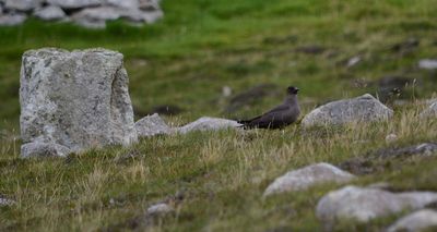 Arctic Skua