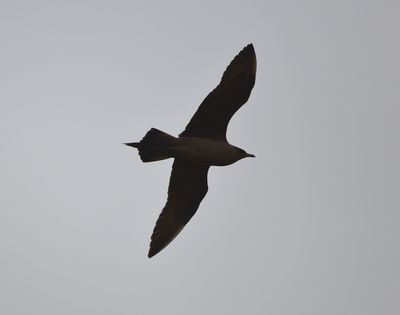 Arctic Skua