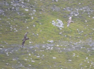 Arctic Skua