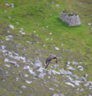 Arctic Skua