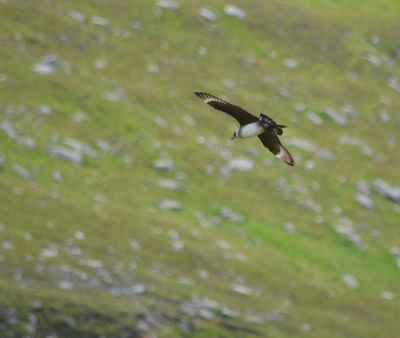 Arctic Skua