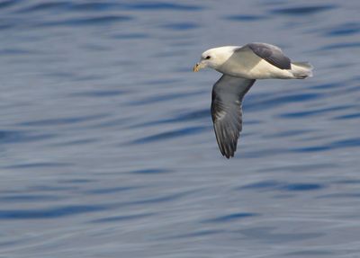 Fulmar