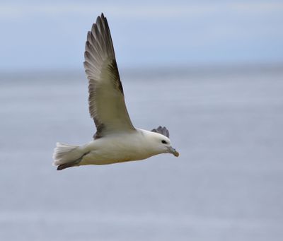Fulmar