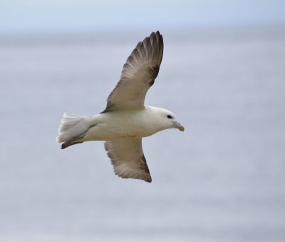 Fulmar