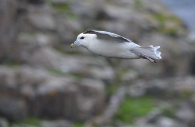 St Kilda July 2016