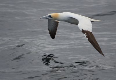 Gannet