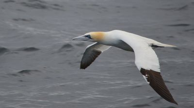 Gannet