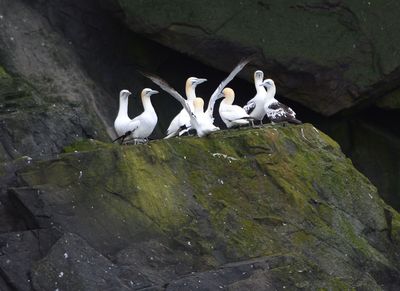 Gannet