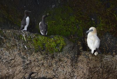 Gannet