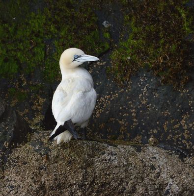 Gannet