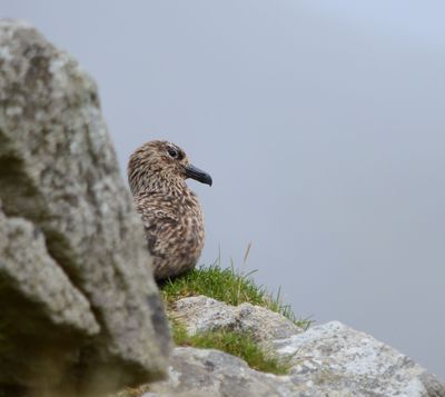 Great Skua