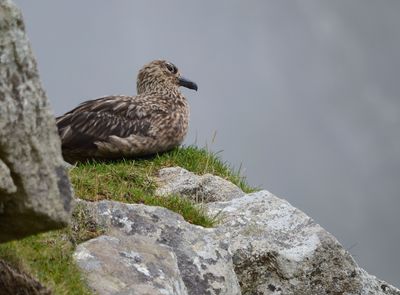 Great Skua
