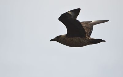 Great Skua