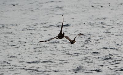 Great Skua