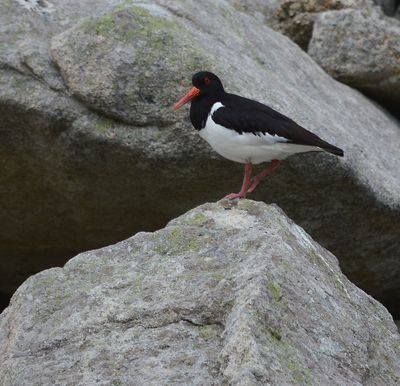 St Kilda July 2016