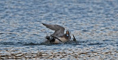 Wigeon