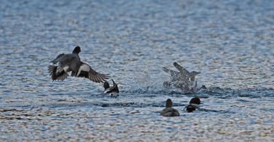 Wigeon